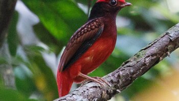 Especie de ave no vista