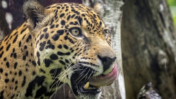Finqueros en Panamá aprenden a convivir con el jaguar y el puma para garantizar su conservación