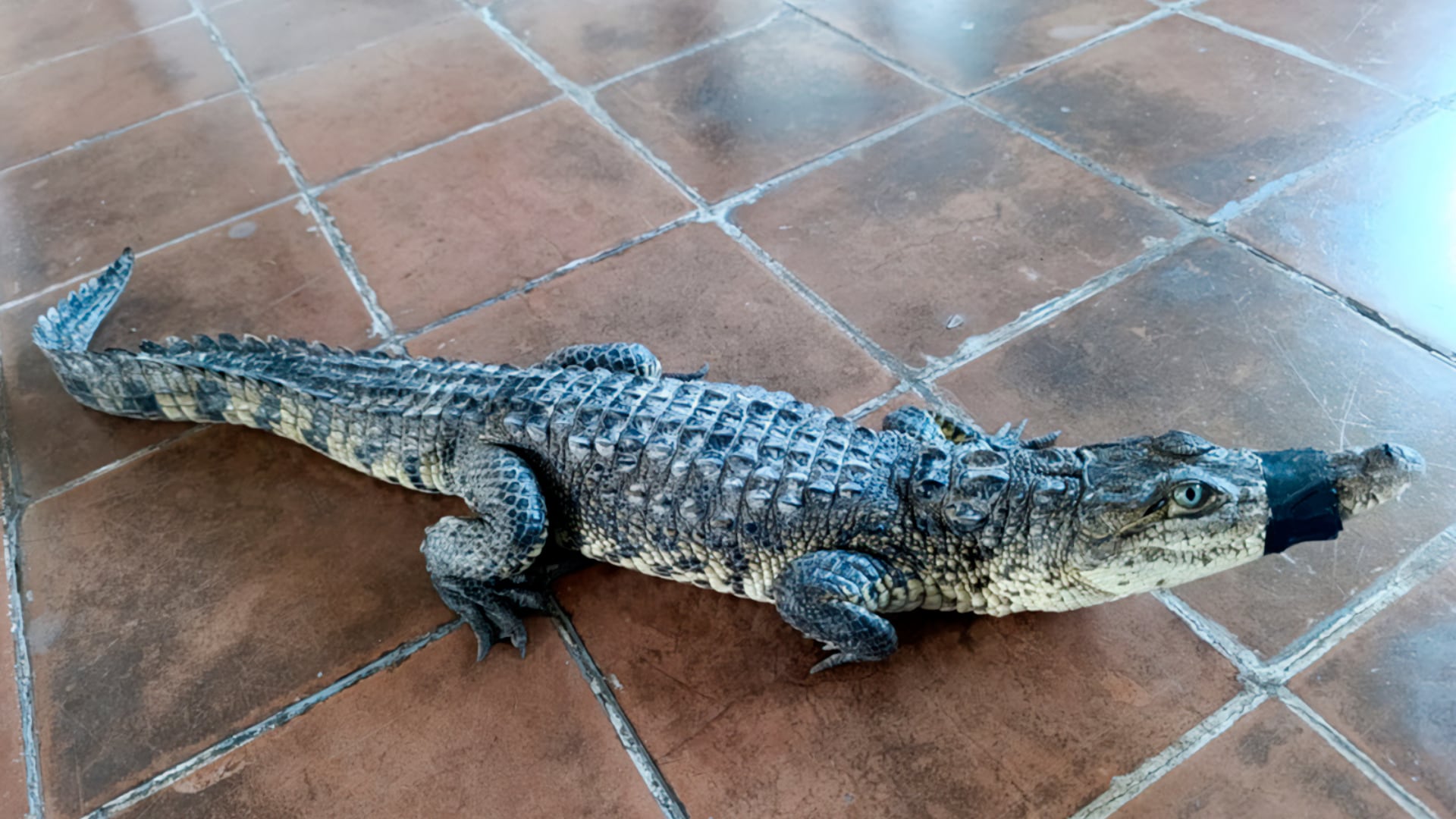 Profepa rescata casi 30 ejemplares de vida silvestre en Aguascalientes y Durango. (Foto: Profepa)