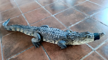Profepa rescata casi 30 ejemplares de vida silvestre en Aguascalientes y Durango. (Foto: Profepa)
