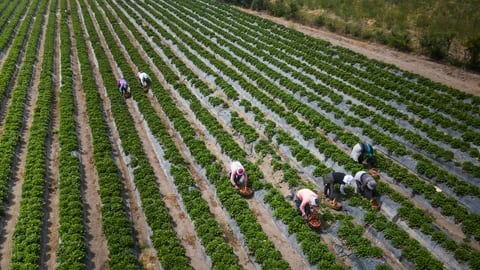 La Libertad, Cusco y Apurímac concentraron casi siete de cada 10 toneladas de tarwi producidas en Perú durante 2025.