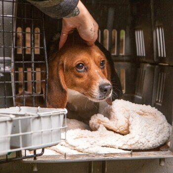 Freedom Fields será el nombre