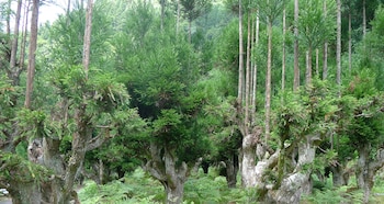 El bosque japonés