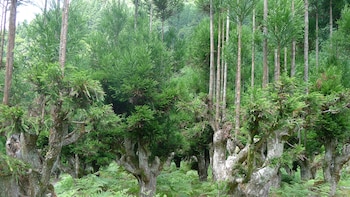 La técnica japonesa para producir madera de calidad sin talar árboles: 700 años de historia, templos y conservación del ecosistema