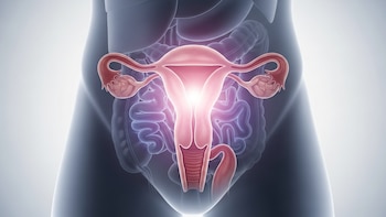 Las investigaciones exploran estrategias para prolongar la función ovárica