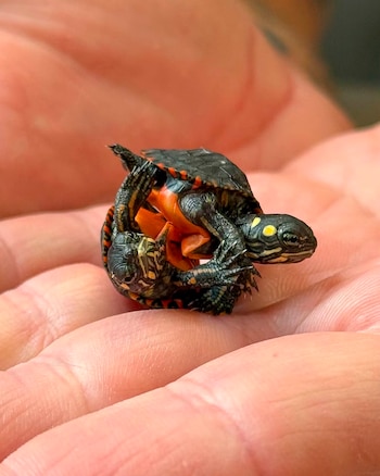Dos pequeñas tortugas unidas por el abdomen sobre la palma abierta de una mano humana
