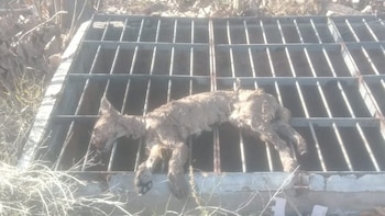 Hallaron sin vida al puma que deambulaba por distintos sectores de Luján de Cuyo tras dos semanas de búsqueda
