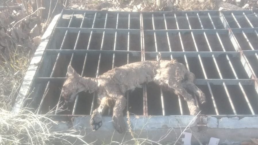Personal de Fauna Silvestre y de la Policía Rural rastreó distintos tramos del canal Cacique Guaymallén durante varios días hasta dar con el cuerpo del puma juvenil en la zona de Mayor Drummond (Foto: Departamento de Fauna Silvestre de Mendoza)