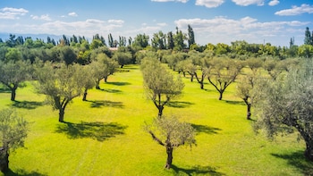 Menos agua, misma calidad: el olivo encuentra un nuevo camino en los sistemas superintensivos
