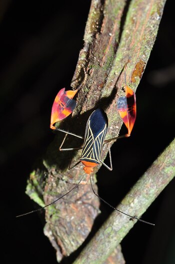 La combinación de colores llamativos