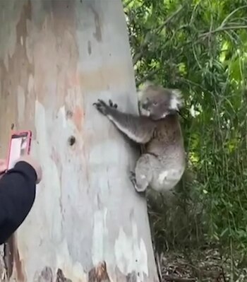 La Koala fue liberada en