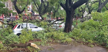 Árboles caídos y vehículos daños