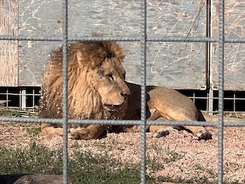 Kimba escapó de su encierro