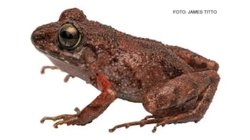 Rana - Hallazgo - Cordillera Azul - Perú - 11 agosto