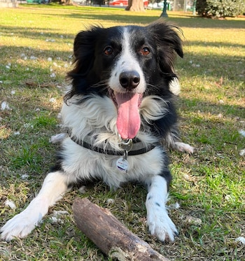 El border collie es un pastor de tamaño mediano que destaca por su inteligencia