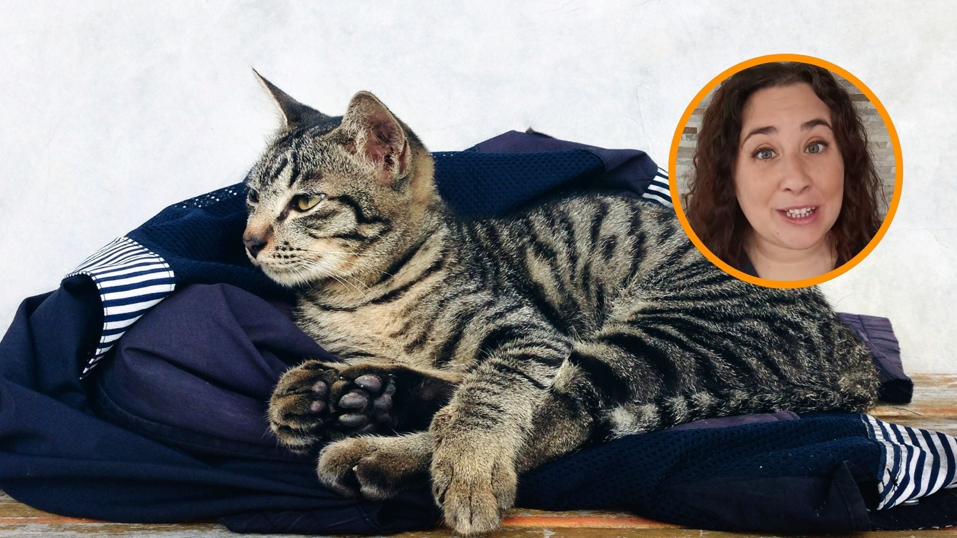 Hay motivos que no atienden a la propia rebeldía de estas mascotas por las que deciden no orinar en el lugar que les corresponde. / Freepick