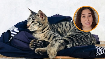 Bianca, veterinaria: “Si tu gato