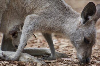 La fauna local fue desplazada de su hábitat natural (Enredados por el mundo)