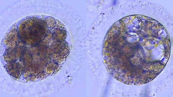 Científicos logran producir por primera