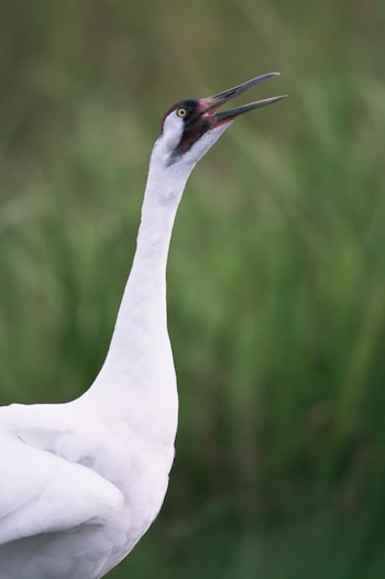 Primer plano de una Grulla Trompetera adulta, de plumaje blanco y cabeza negra con parches rojos, ojo amarillo y pico abierto, contra un fondo verde borroso