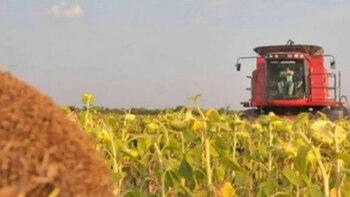 Ya se cosechó el 87%