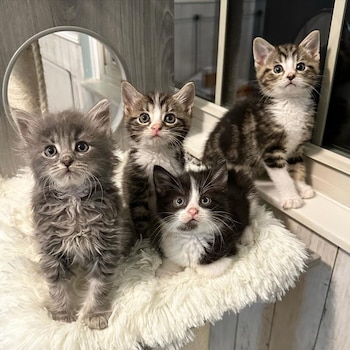 Los animales fueron nombrados Gremlins