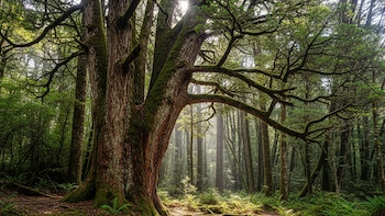 El “árbol zombi” de Australia enfrenta su mayor amenaza: cómo un hongo que podría llevarlo a la extinción