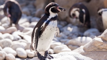 Pingüino de Humboldt en crisis: la especie enfrenta una caída alarmante en Perú y Chile por gripe aviar, El Niño y presión humana