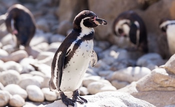 Esta jornada ambiental nació del
