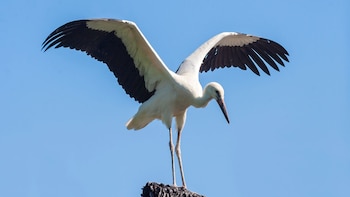 La migración anual de las cigüeñas blancas ha sumado un nuevo capítulo gracias a Danilo, el primer ejemplar de la especie equipado con un sistema de seguimiento GPS que logra regresar a su lugar de nacimiento.