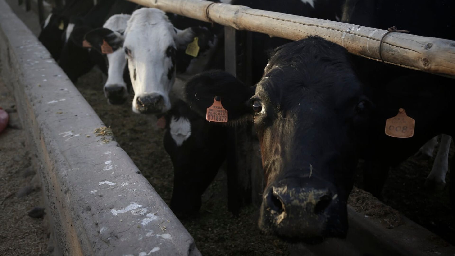 Es oficial: los peruanos seguirán consumiendo leche cruda con niveles de bacterias superiores a los permitidos por ley hasta 2031