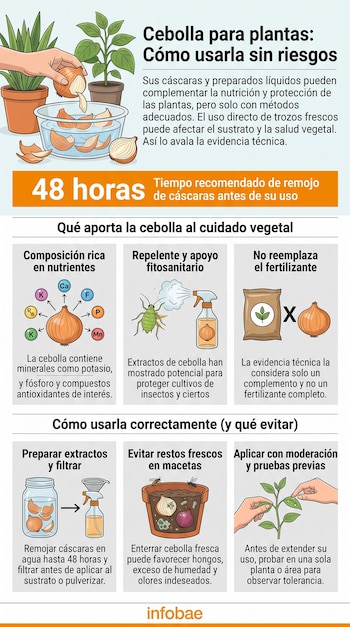 Infografía ilustrada con secciones sobre nutrientes de la cebolla, método de maceración de 48 horas e instrucciones para cuidar plantas.