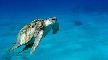 Una tortuga marina verde nada bajo el agua azul sobre un suelo de arena clara