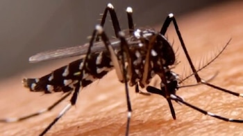 Epidemiólogo en alerta por incremento sostenido de casos de dengue: Lima, Lambayeque y Tumbes con mayor registro de contagios