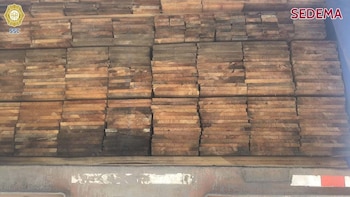 Aseguran tráiler repleto de madera de pino presuntamente de origen ilegal en Tlalpan. Crédito: SSC