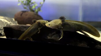 Científicos buscan en el ajolote