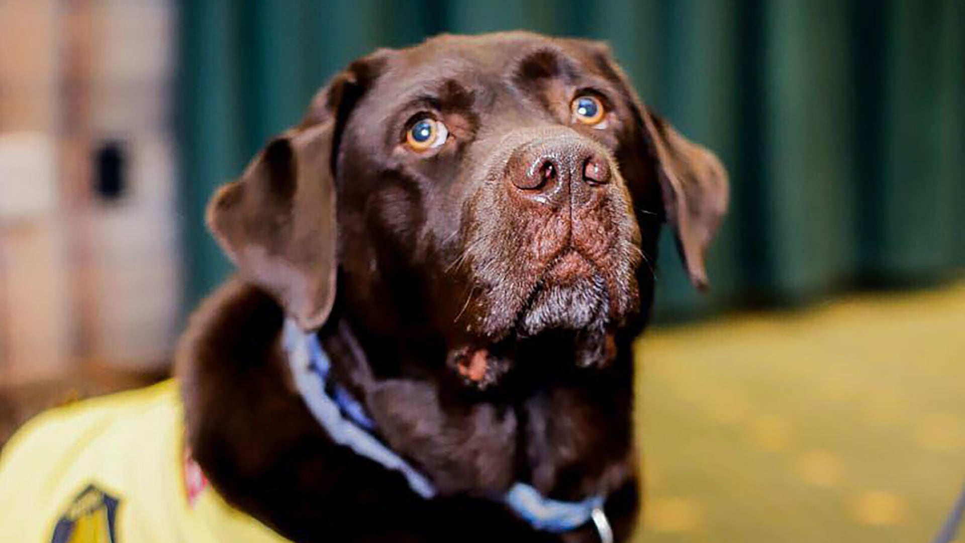El apoyo emocional no equivale a asistencia psiquiátrica porque el perro debe ejecutar una acción entrenada ante ansiedad, pánico o estrés intenso. (Foto: cortesía)