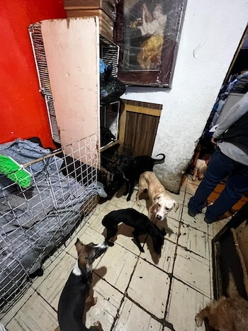 El gobierno de Coacalco, Edomex,