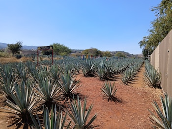 Tequila recibe el título de
