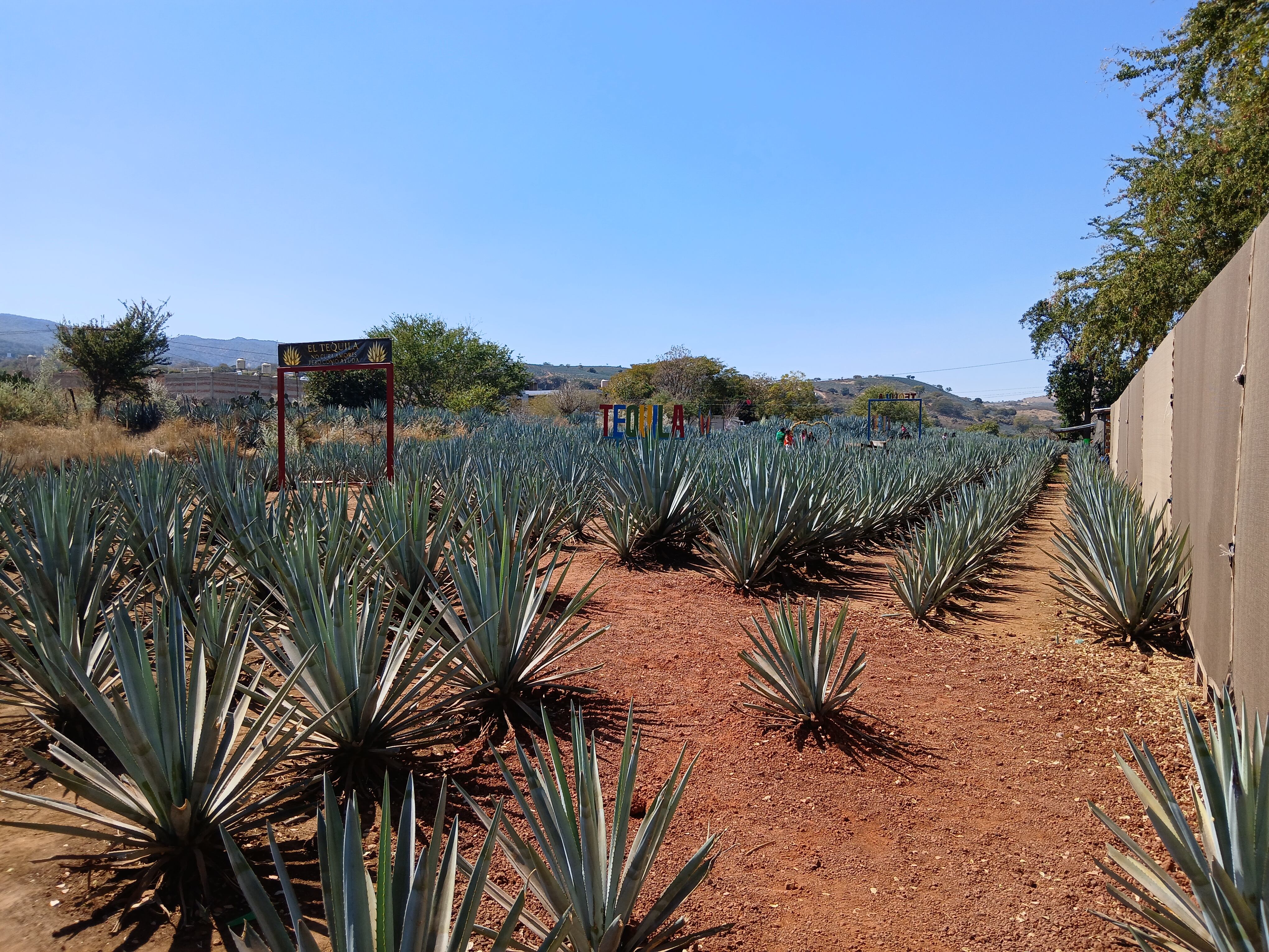 Tequila recibe el título de ciudad en 1874 por su resistencia ante las tropas de Manuel Lozada, según el gobierno de Jalisco. (Wikimedia Commons)