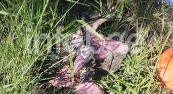 Parte de lo que sería