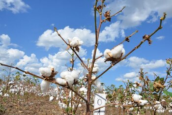 La incorporación del algodón en