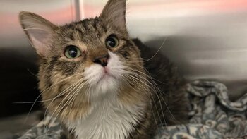 Acogió a un gato de