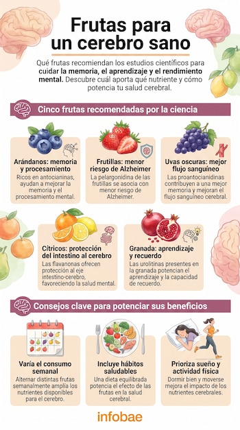 Infografía Frutas para un cerebro sano con ilustraciones de arándanos, frutillas, uvas, cítricos, granadas y consejos para la salud cerebral. Logo Infobae.