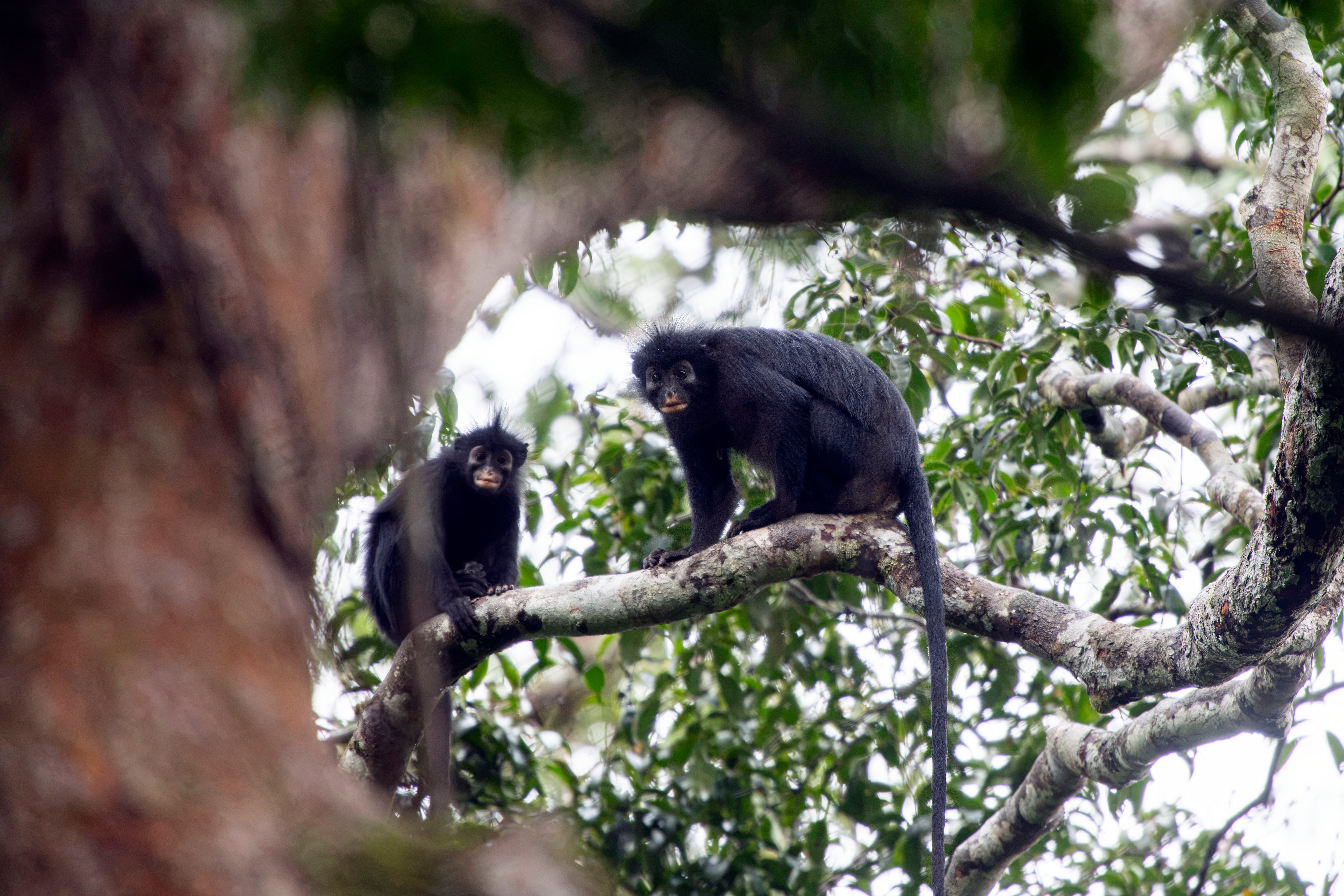 El mono “enmascarado” del Congo: descubren una nueva especie con labios naranjas y un rugido único