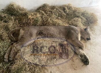El puma fue capturado alrededor