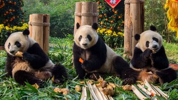 Los únicos pandas trillizos del