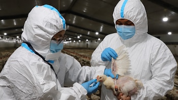 Confirman primer brote de gripe aviar en Reque y sacrificarán 54 aves de traspatio como parte del protocolo sanitario de Senasa