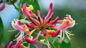 Las Flores trepadoras madreselva son