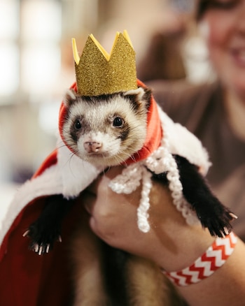 HEADLINE: In Praise of Peevish Pets
CAPTION: An attendee holds a ferret competing in the costume contest at the Ferret Buckeye Bash in Columbus, Ohio, Aug. 29, 2026. At the largest annual ferret show in the United States, a shrinking subculture fights to survive.
CREDIT: (Madeleine Hordinski/The New York Times)